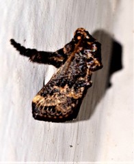 Scotinochroa inconsequens