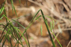 Carex excelsa