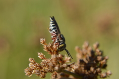 Coelioxys mexicanus