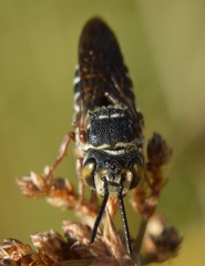 Coelioxys mexicanus