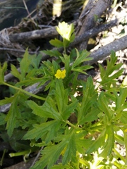 Ranunculus multifidus