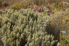 Grubbia tomentosa