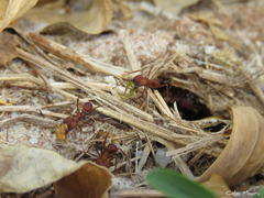 Acromyrmex