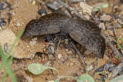 Camptopleura auxo