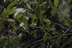 Euura arcticornis