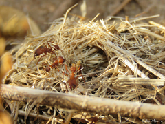 Acromyrmex