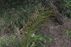 Asparagus densiflorus