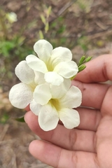 Asystasia gangetica image