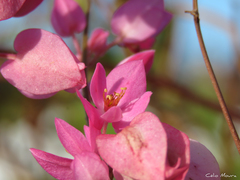 Antigonon leptopus