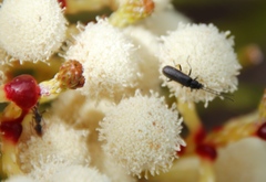 Afronycha albolateralis