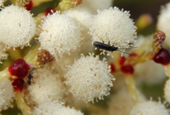 Afronycha albolateralis