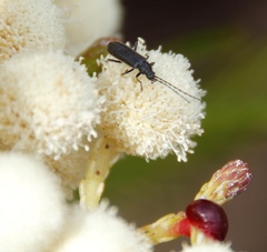 Afronycha albolateralis