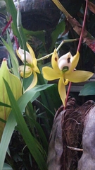 Cycnoches warscewiczii