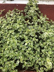 Pseuderanthemum carruthersii