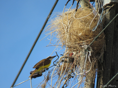 Pitangus sulphuratus