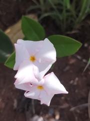 Mandevilla novocapitalis