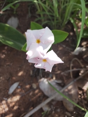 Mandevilla novocapitalis