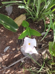 Mandevilla novocapitalis