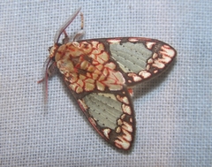 Azatrephes paradisea