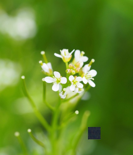Wavy Bittercress