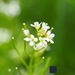 Wavy Bittercress - Photo (c) lukasdiehl, some rights reserved (CC BY-NC), uploaded by lukasdiehl