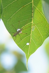 Olenecamptus bilobus
