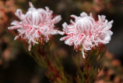 Serruria rostellaris