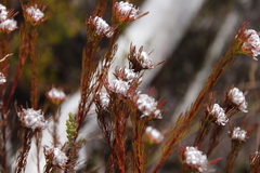 Serruria rostellaris