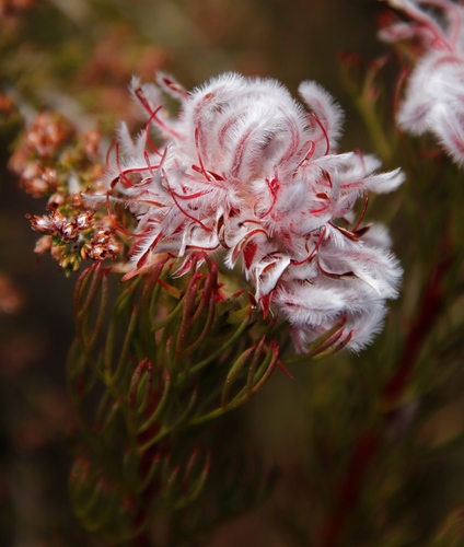 Image of Serruria rostellaris by (c) Tony Rebelo, some rights reserved (CC BY-SA)