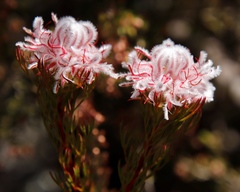 Serruria rostellaris