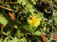 Eristalis croceimaculata