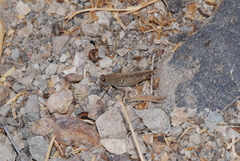 Calliptamus plebeius