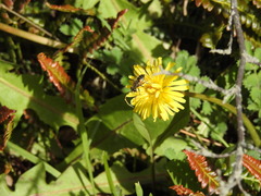 Eristalis croceimaculata