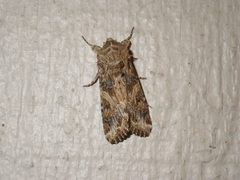 Spodoptera praefica