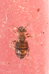 Cerobasis