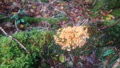Hypocreopsis rhododendri