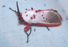 Trosia nigropunctigera