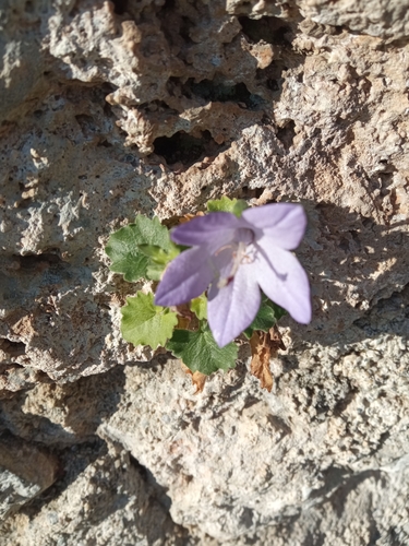 Image of Campanula isophylla by no rights reserved