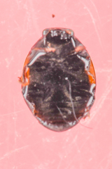 Hyperaspis lateralis