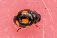 Hyperaspis lateralis