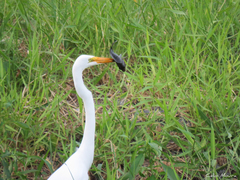 Ardea alba
