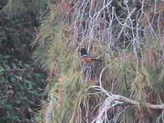 Pipilo maculatus clementae