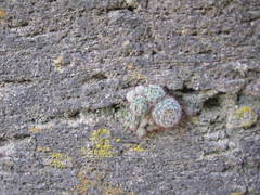 Mammillaria gilensis