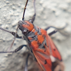 Haemobaphus concinnus