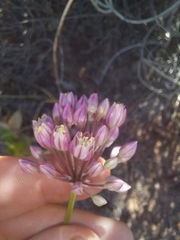 Allium dregeanum