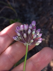 Allium dregeanum