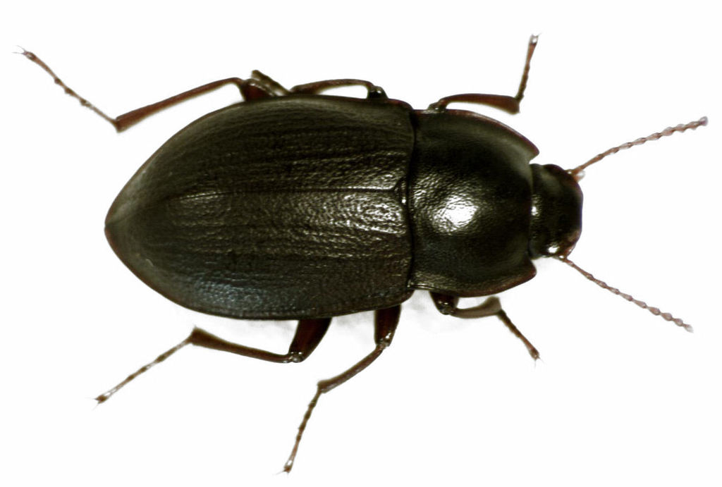 Mimopeus elongatus