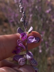 Polygala ephedroides