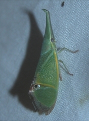Odontoptera carrenoi