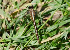 Phanogomphus lividus